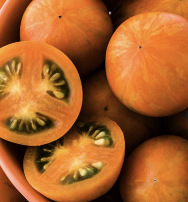 Tomato - Apricot Zebra (3.25" pot)